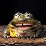 naturesdental dr olga isaeva frog-smiling