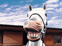 naturesdental dr olga isaeva Horse smiling